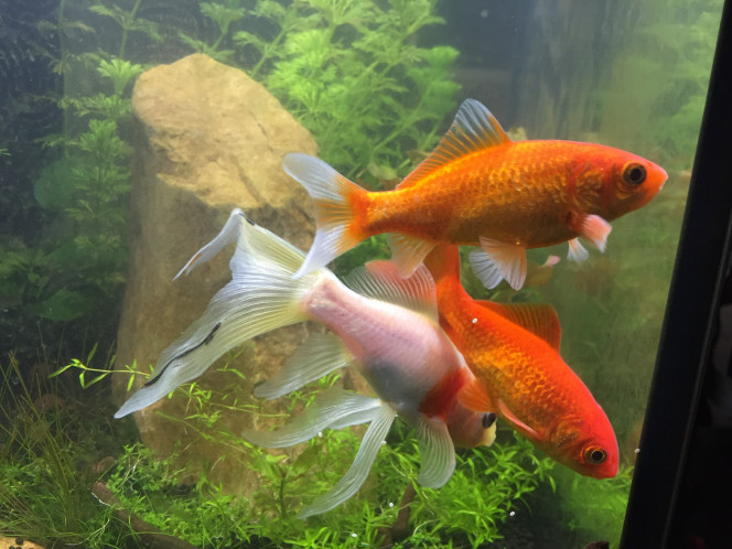 Présentation famille PoissonRouge Voici ma femelle (en blanc) et ces deux mâles.
Celà fait cinq ans que je les ai. ❤️