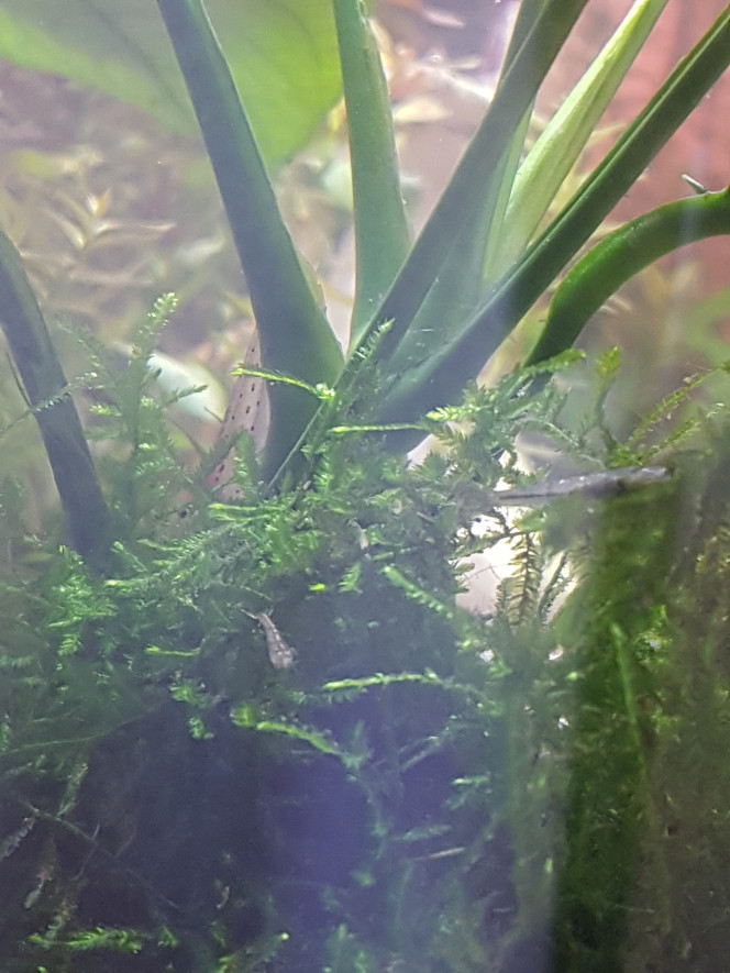 Bébés crevettes ! Ça y est elles sortent de leurs cachettes. :)