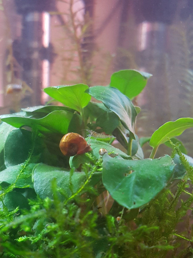 Bébés crevettes ! Ça y est elles sortent de leurs cachettes. :)