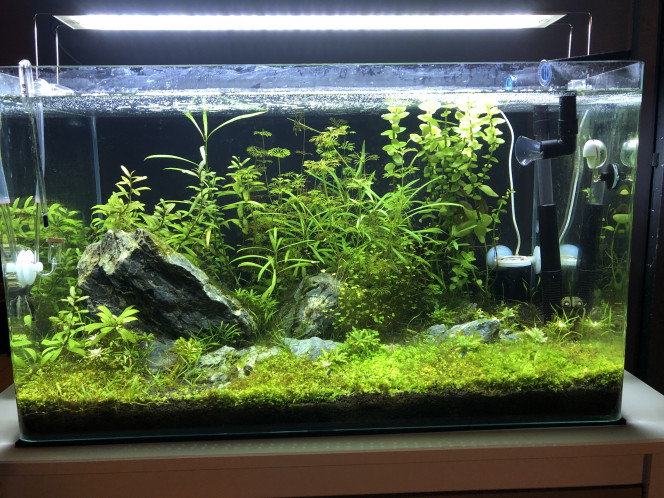 Un an ! L’aquarium tourne depuis un an. Les plantes ont bien poussé, je n’utilise pas d’engrais liquide. 
C’est un peu l’heure du bilan, pour mon prochain Aqua, je ne repartirai pas sur du manado, trop pénible pour la plantation et je constate qu’il n’est pas bon pour les neocaridina.