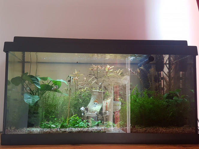 Ça pousse ! Il y a 6j je coupais de moitié la ludwigia repens pour planter les parties hautes qui me faisaient des racines aériennes... les voilà déjà  presque à nouveau à 30 cm...

La rotala verte n'a pas beaucoup repoussé en comparaison. Ceci dit... il y avait quelques algues dedans alors c'était necessaire pour la rotala. Je n'y ai pas revu d'algues pour le moment. Croisons les doigts. ^_^
