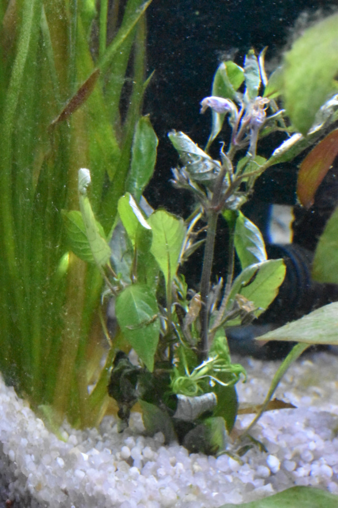 Ajout Nomaphila Ajout de quelques brins de Nomaphila