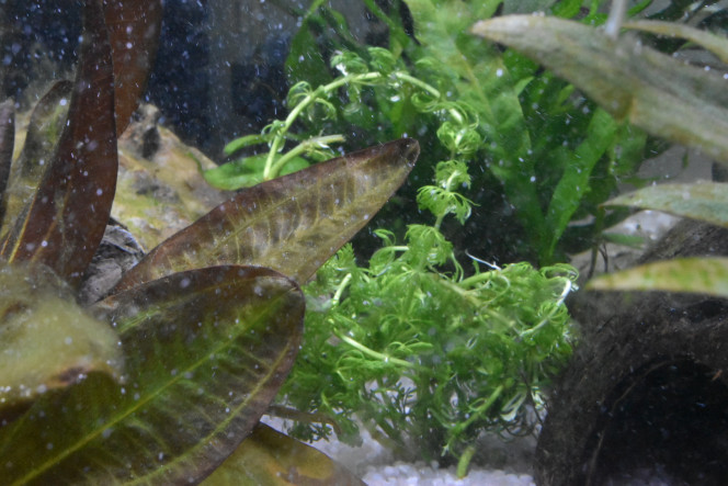 Limnophila Ajout de quelques brins de limnophila