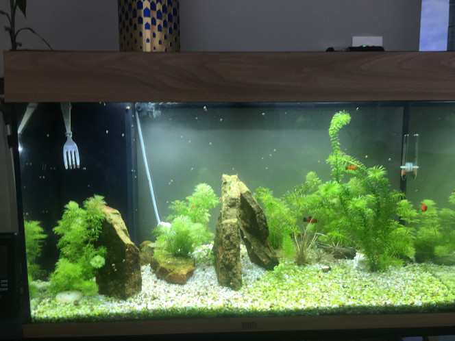 1/04/2020  Patrick Plantation il y a 3 semaines après avoir refait l’aquarium en décembre dernier suite à une pollution du bac causée par une surpopulation .  Maintenant tout va bien.