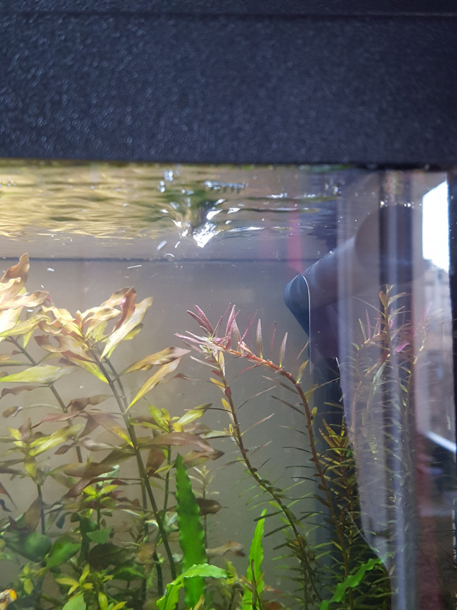 Retour sur l'utilisation de liquid humin + Mes params sont plutôt stables depuis au moins un mois. Je n'utilise le liquid humin+ que depuis environ 2 semaines.

J'en suis à un total de 15 gouttes pour 54L (renouvelées avec changement d'eau). J'ai choisi de rester sur une dose assez faible pour pouvoir utiliser de la cattappa ou de la cannelle au besoin. 

J'ai l'impression que mes poissons et crevettes sont un peu plus actifs, ils l'étaient déjà, mais là ils le sont tout le temps. Mes crevettes ne se cachent jamais depuis l'ajout du produit. 

Je constate une pousse plus robuste et plus saine pour la rotala après coupe car elle avait tendance a se faire avoir par les algues après une coupe et là ce n'est plus du tout le cas. Le specimen à tendance rouge est bien rouge et le spécimen plus vert devient legerement rosé. 

La ludwigia repens est bien rouge et vient de me faire 10 cm de pousse en 1 semaine ? 

Les anubias, qui avaient tendance à se laisser encrouter et dont certaines feuilles sont touchées par des algues corne de cerf sont impeccables avec encore quelques traces de restes de corne de cerf qui se dont brouter par les crevettes et aucune nouvelle pousse d'algue. La grande anubia fait une nouvelle feuille toutes les 1 à 2 semaines. La petite en gait pleins de petites. 

Je pense qu'on peut dire que l'expérience est bénéfique à tous les niveaux ! 

Je ne sais pas si tout est dû à l'utilisation de ce produit qui reproduit des conditions plus naturelles dans l'aqua... mais en tout cas... l'aqua se porte bien. ♡