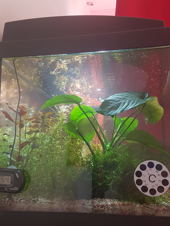 Retour sur l'utilisation de liquid humin + Mes params sont plutôt stables depuis au moins un mois. Je n'utilise le liquid humin+ que depuis environ 2 semaines.

J'en suis à un total de 15 gouttes pour 54L (renouvelées avec changement d'eau). J'ai choisi de rester sur une dose assez faible pour pouvoir utiliser de la cattappa ou de la cannelle au besoin. 

J'ai l'impression que mes poissons et crevettes sont un peu plus actifs, ils l'étaient déjà, mais là ils le sont tout le temps. Mes crevettes ne se cachent jamais depuis l'ajout du produit. 

Je constate une pousse plus robuste et plus saine pour la rotala après coupe car elle avait tendance a se faire avoir par les algues après une coupe et là ce n'est plus du tout le cas. Le specimen à tendance rouge est bien rouge et le spécimen plus vert devient legerement rosé. 

La ludwigia repens est bien rouge et vient de me faire 10 cm de pousse en 1 semaine ? 

Les anubias, qui avaient tendance à se laisser encrouter et dont certaines feuilles sont touchées par des algues corne de cerf sont impeccables avec encore quelques traces de restes de corne de cerf qui se dont brouter par les crevettes et aucune nouvelle pousse d'algue. La grande anubia fait une nouvelle feuille toutes les 1 à 2 semaines. La petite en gait pleins de petites. 

Je pense qu'on peut dire que l'expérience est bénéfique à tous les niveaux ! 

Je ne sais pas si tout est dû à l'utilisation de ce produit qui reproduit des conditions plus naturelles dans l'aqua... mais en tout cas... l'aqua se porte bien. ♡