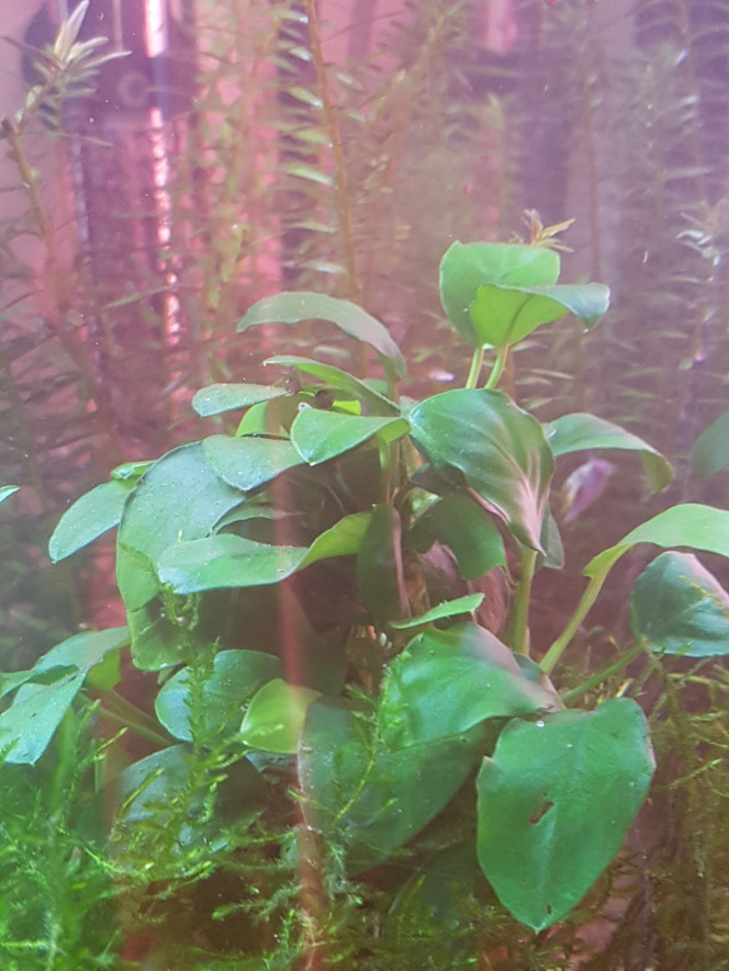 Retour sur l'utilisation de liquid humin + Mes params sont plutôt stables depuis au moins un mois. Je n'utilise le liquid humin+ que depuis environ 2 semaines.

J'en suis à un total de 15 gouttes pour 54L (renouvelées avec changement d'eau). J'ai choisi de rester sur une dose assez faible pour pouvoir utiliser de la cattappa ou de la cannelle au besoin. 

J'ai l'impression que mes poissons et crevettes sont un peu plus actifs, ils l'étaient déjà, mais là ils le sont tout le temps. Mes crevettes ne se cachent jamais depuis l'ajout du produit. 

Je constate une pousse plus robuste et plus saine pour la rotala après coupe car elle avait tendance a se faire avoir par les algues après une coupe et là ce n'est plus du tout le cas. Le specimen à tendance rouge est bien rouge et le spécimen plus vert devient legerement rosé. 

La ludwigia repens est bien rouge et vient de me faire 10 cm de pousse en 1 semaine ? 

Les anubias, qui avaient tendance à se laisser encrouter et dont certaines feuilles sont touchées par des algues corne de cerf sont impeccables avec encore quelques traces de restes de corne de cerf qui se dont brouter par les crevettes et aucune nouvelle pousse d'algue. La grande anubia fait une nouvelle feuille toutes les 1 à 2 semaines. La petite en gait pleins de petites. 

Je pense qu'on peut dire que l'expérience est bénéfique à tous les niveaux ! 

Je ne sais pas si tout est dû à l'utilisation de ce produit qui reproduit des conditions plus naturelles dans l'aqua... mais en tout cas... l'aqua se porte bien. ♡