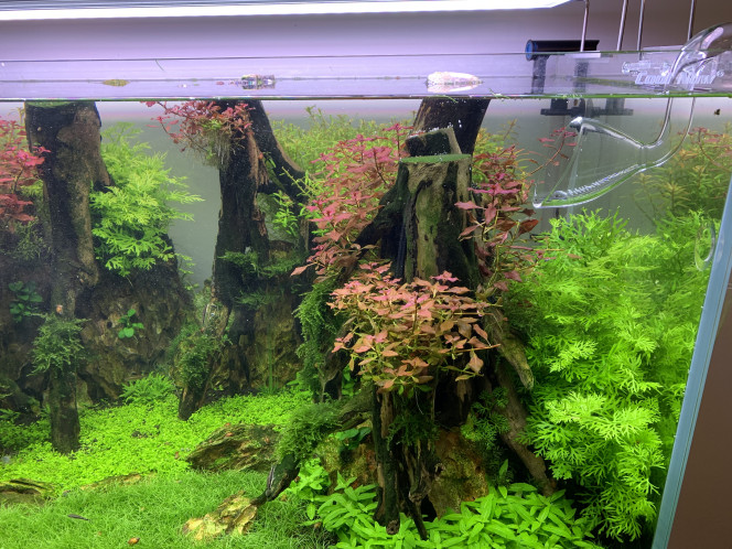 J+jesaispluscombien Quelques petits changements: j’ai passé la lily pipe au premier plan car au fond les plantes ont beaucoup poussé et cela freinait la circulation dans le bac. 
Et j’ai remis la canne d’aspiration d’origine Oase car j’ai bêtement cassé la belle canne en verre :(