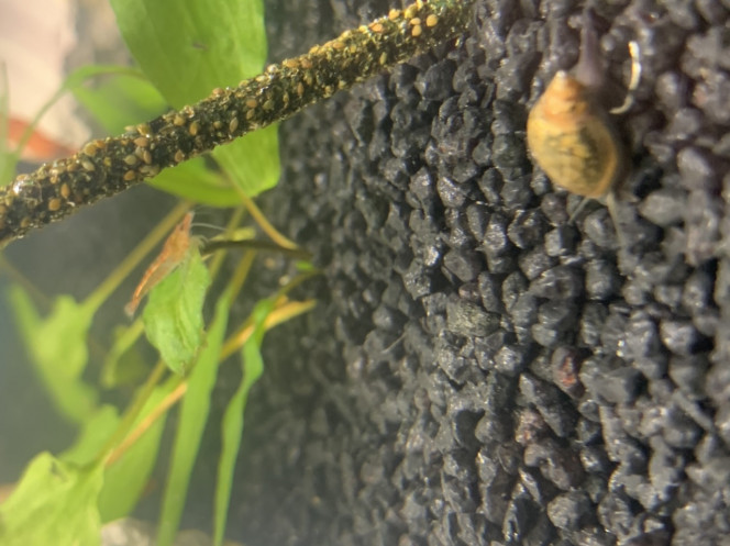 Photographie du post de Killifish10 
