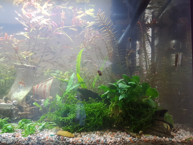Grand nettoyage ! Nettoyage du filtre, siphonnage du sol, grattage de la cyano de fenêtre avec de la ouate usagée pleine de bonnes bactéries, remise en place du sable apres 5 rincages à l'eau bouillante (remis à température ambiante avant insertion via sac congélation utilisé comme une douille). 

Mise en boule de la mousse de Taïwan proche fenêtre autour d'une boule de cermerc troués pour creer un abri pour les bestioles et voir un peu la racine et l'anubia nana d'ici à ce que ça repousse dans tous les sens.

Je suis fière, les corys n'ont presque pas eu peur... et les crevettes pas du tout. Tout le monde voulait venir voir la tranchée dans le sable contre la vitre avant ahah. Sans le vouloir j'ai fait sortir des black worms de leur cachette... les corys n'en ont fait qu'une bouchée.

Je leur ai quand même donné une lollie... ils m'ont supporté pendant deux bonnes heures... ils méritent au moins ça. 

Demain... régime courgette ! Ou vers de vase si les corys passent la nuit a coller des oeufs partout... ^_^