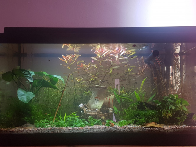 Eau ambrée mais limpide Tout est redevenu normal. L'eau est ambrée mais aussi limpide que d'habitude. Les corys sont en train de fouiller le sol derrière la racine. Ils ont peut être trouvé un spot de black worms. :)

Je leur ai remis le courant dans le sens normal parce que ça semble mieux remuer la surface de l'eau.  Je leur remettrai contre la fenêtre le soir de temps en temps pour qu'ils jouent... j'ai juste a faire basculer la canne de rejet. 

Hier ils ont passé plusieurs heures à jouer dans le courrant contre la fenêtre. C'était mignon. :)