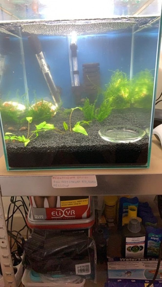 Photographie du post de Killifish10 