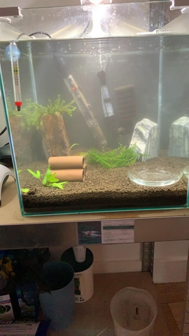 Photographie du post de Killifish10 