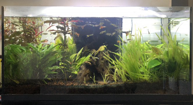 L’aquarium a un an :p Les plantes s’épanouissent!
Le taux de nitrite/nitrate est à surveiller.
J’ai dû virer quelques alvins guppy. 
Au moins 40 individus.
Changement d’eau fait.