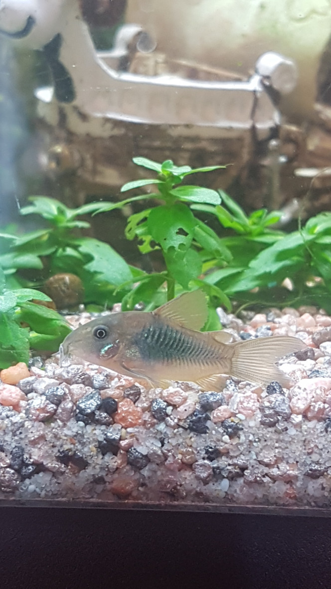 Petite cory! Elle a deux mois maintenant. Elle fait un bon 3 cm. Toujours en train de jouer et de chercher à manger dans le sable ou les plantes. :)