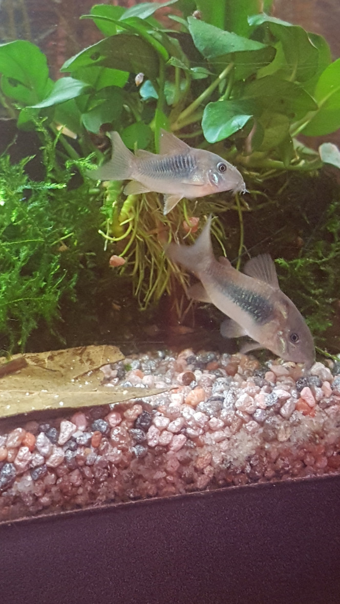 Petite cory! Elle a deux mois maintenant. Elle fait un bon 3 cm. Toujours en train de jouer et de chercher à manger dans le sable ou les plantes. :)