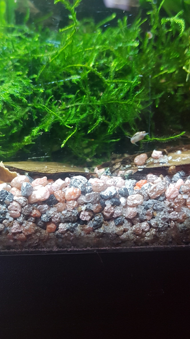 Des alevins cory... ... et des petites crevettes de quelques millimètres se cachent par ici ! :)

Il y a de grosses nouilles de céramique à l'intérieur de la mousse de Taiwan. Ils s'y faufillent et se cachent aussi sous la branche, sous les feuilles... il y a au moins 2 alevins cory et 5 ou 6 crevettes... 

Ils sont un peu sortis quand les adultes ont fait remuer des particules de pastille pour pleco / cory (je met 1/2 de chaque pour que chacun prenne ce qu'il préfère quand c'est le jour des pastilles) :)