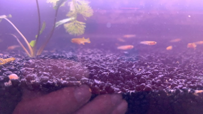 Photographie du post de Killifish10 