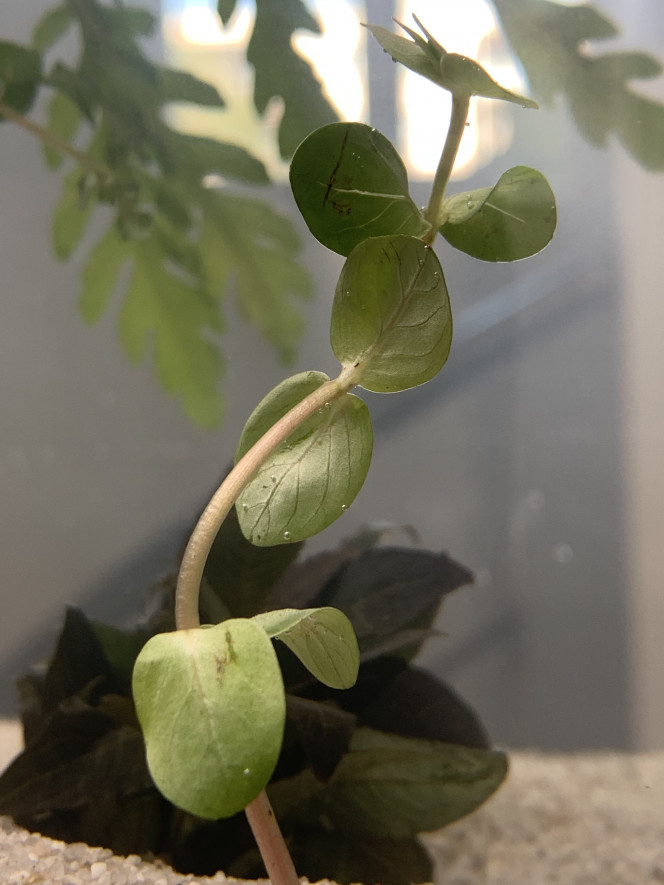 Bacopa Caroliniana ? Êtes vous d’accord svp ? 
Merci d’avance