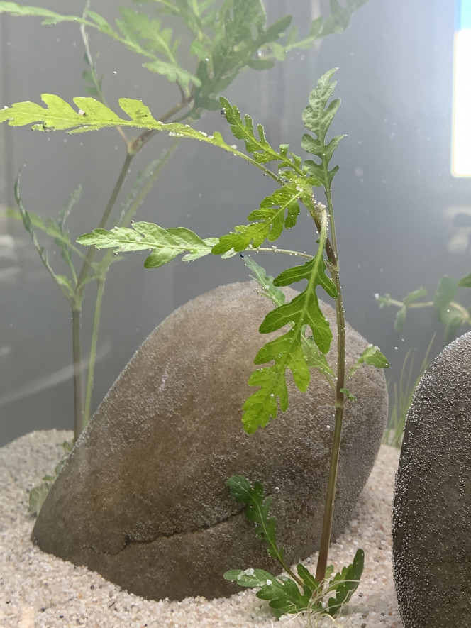 Je donne ma langue au chat pour celle là ^^’ Savez vous quelle est cette plante svp
Merci.