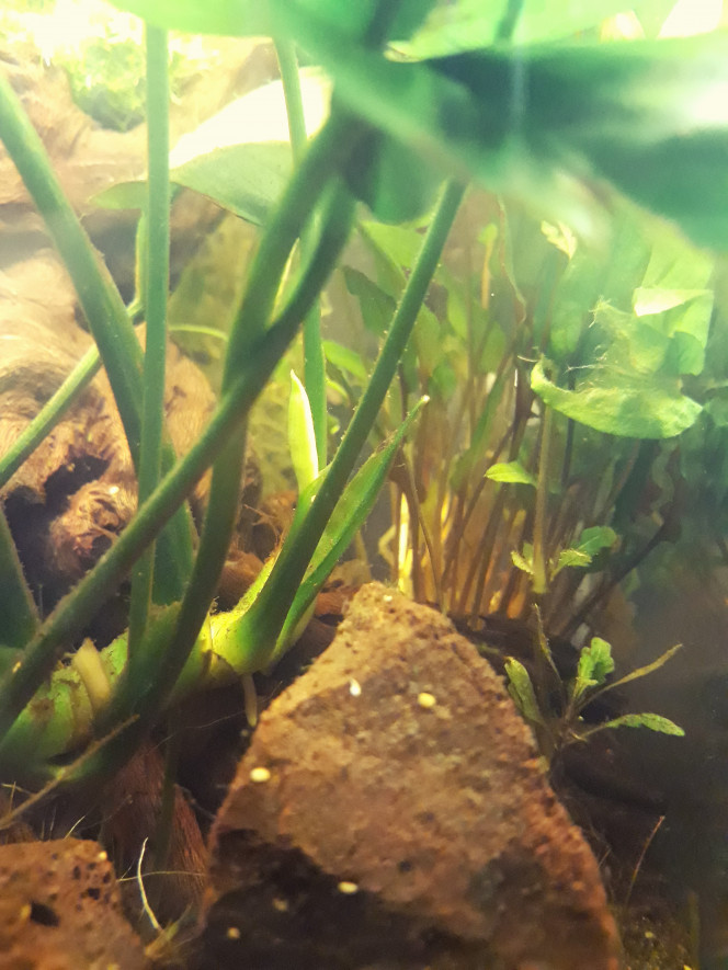Anubia en force Enfin sortie d'affaire après son séjour en terrarium.  A relancé une deuxième fleur. Fait de nouvelles racine et pousse de nouvelle feuilles.