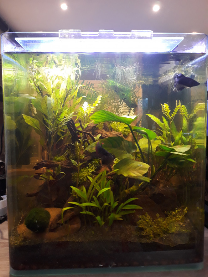 Barbaresque après jardinage Coupe massive des egeria et hygrophila. Changement de côté du filtre afin que le courant ne pousse plus les hygrophila au-dessus de la racine. Quelques plantes ont souffert d'un manque d'éclairage... Photo un peu trop jaune tout de même par rapport à la réalité (anubia totalement verte et en bonne santé)
