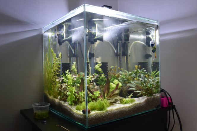 demain 30 eme jour ! Demain ça fera un mois que le bac est rempli.
Toujours en plein pic de nitrites ! 

les plantes poussent bien, surtout la cerato