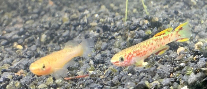 Photographie du post de Killifish10 