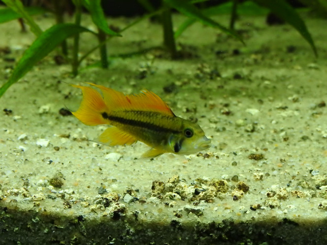 Apisto Agassizii 