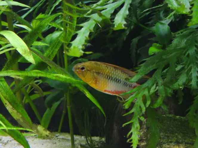 Apisto Hongsloi 