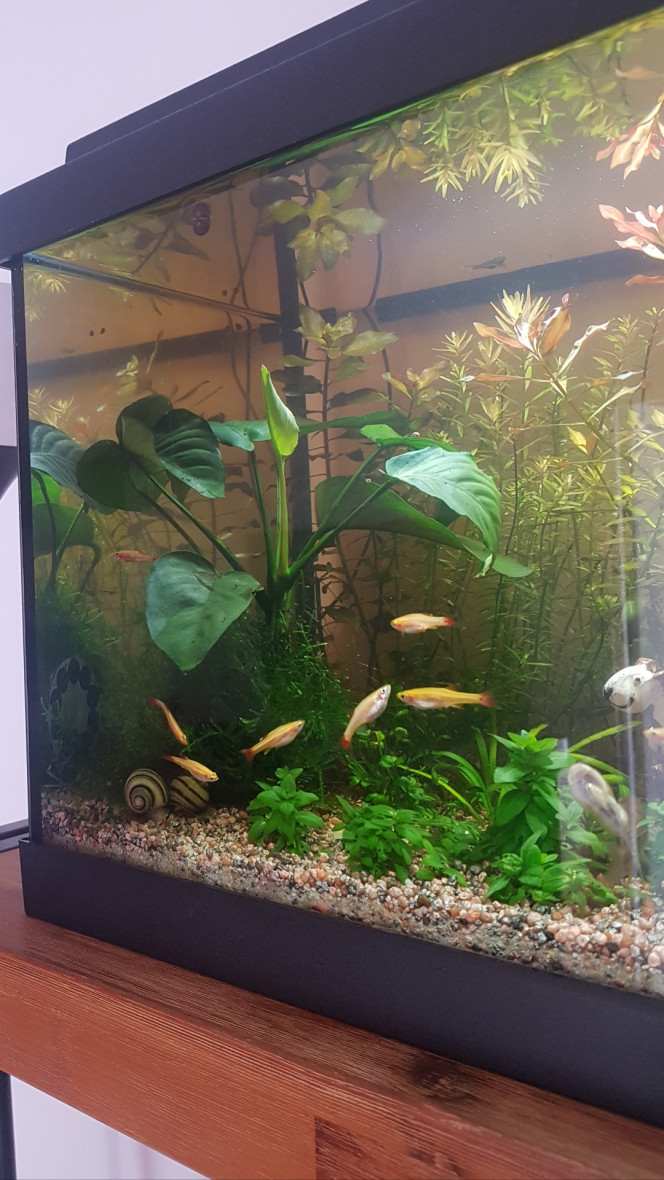 Bon matin ! Tout le monde a l'air en forme. Les vers de vase vivants ont plu. Les petits nouveaux n'avaient pas l'air de connaître et n'ont pas osé descendre pour manger mais ils en ont tous au moins attrapé un à la descente et les corys en ont fait voler dans les airs alors ça devrait aller. 

Ca fait beaucoup de vie tout à coup ! :)