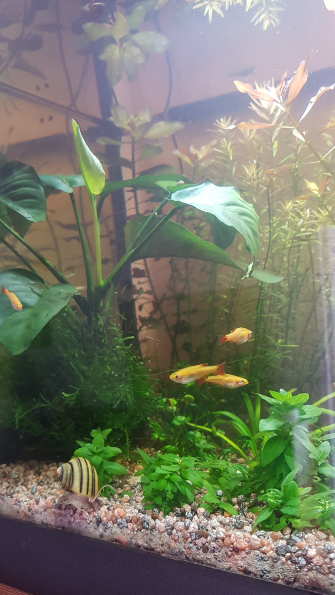 Bon matin ! Tout le monde a l'air en forme. Les vers de vase vivants ont plu. Les petits nouveaux n'avaient pas l'air de connaître et n'ont pas osé descendre pour manger mais ils en ont tous au moins attrapé un à la descente et les corys en ont fait voler dans les airs alors ça devrait aller. 

Ca fait beaucoup de vie tout à coup ! :)