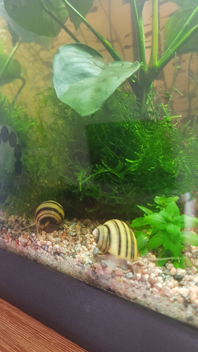 Bon matin ! Tout le monde a l'air en forme. Les vers de vase vivants ont plu. Les petits nouveaux n'avaient pas l'air de connaître et n'ont pas osé descendre pour manger mais ils en ont tous au moins attrapé un à la descente et les corys en ont fait voler dans les airs alors ça devrait aller. 

Ca fait beaucoup de vie tout à coup ! :)