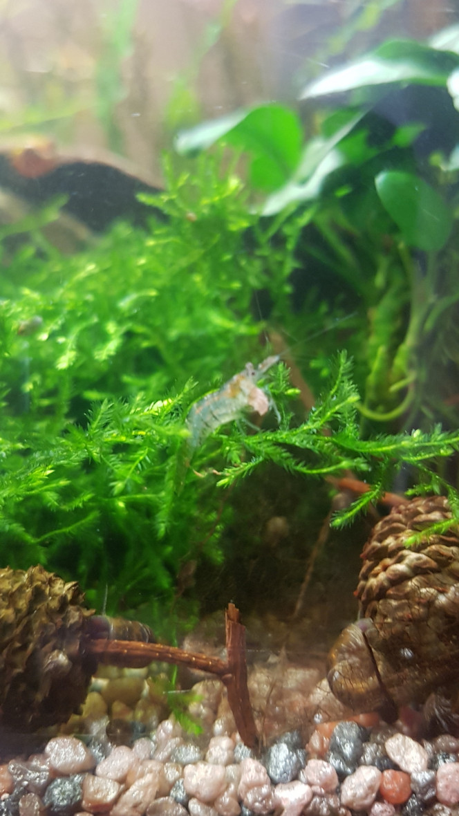 Bon matin ! Tout le monde a l'air en forme. Les vers de vase vivants ont plu. Les petits nouveaux n'avaient pas l'air de connaître et n'ont pas osé descendre pour manger mais ils en ont tous au moins attrapé un à la descente et les corys en ont fait voler dans les airs alors ça devrait aller. 

Ca fait beaucoup de vie tout à coup ! :)