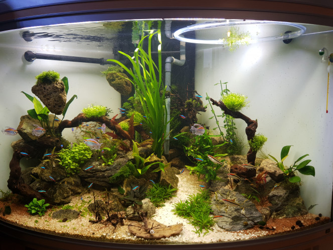 10em semaines Plantes ajoutées