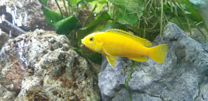 labidochromis caeruleus Encore tout jeune mais il grandi bien