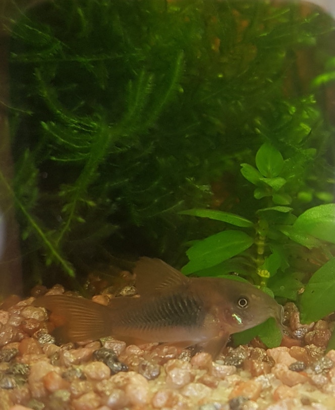 Petite Cory ♡ Elle a un peu plus de 2 mois maintenant... ♡