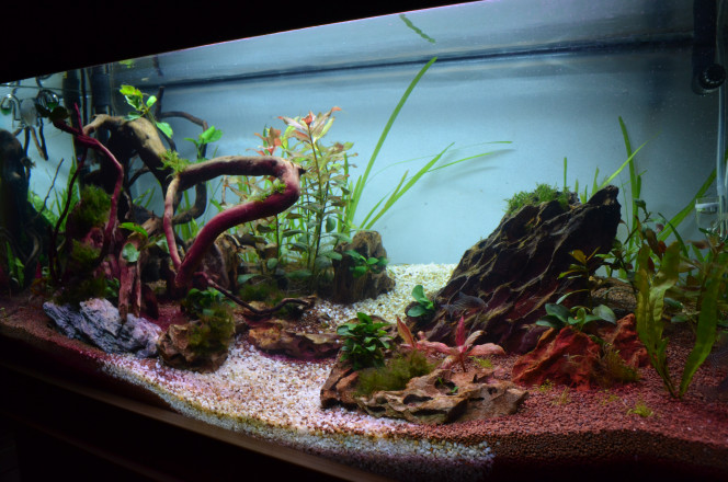 93 Litres Ramirezi Déco et hardscape : Racine de mangrove, Okho and seiryu stone, pouzzolane, aquabasis +, manado, althernanthera rosanervig, ludwigia repens, vallisneria spiralis, anubia barteri nana, vesicularia dubyana moss, utricularia gramminifloria, ranunculus inundatus.