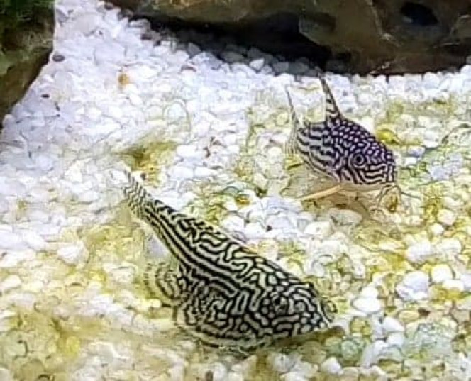 93 Litres Ramirezi Sewellia Lineolata(Loche léopard)
