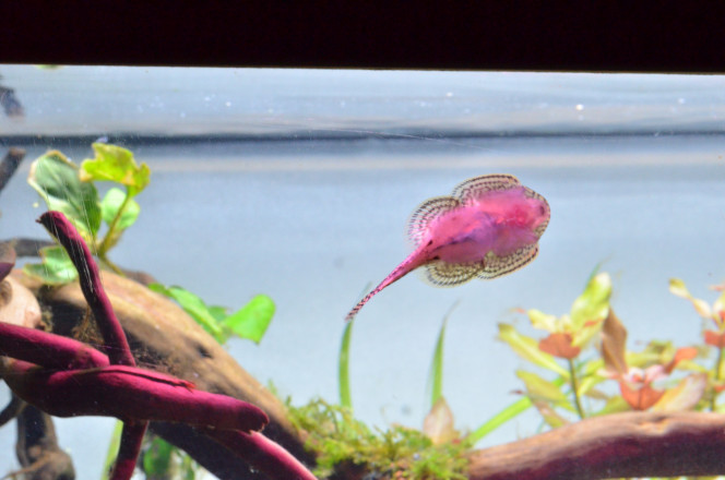 93 Litres Ramirezi Sewellia Lineolata(Loche léopard)