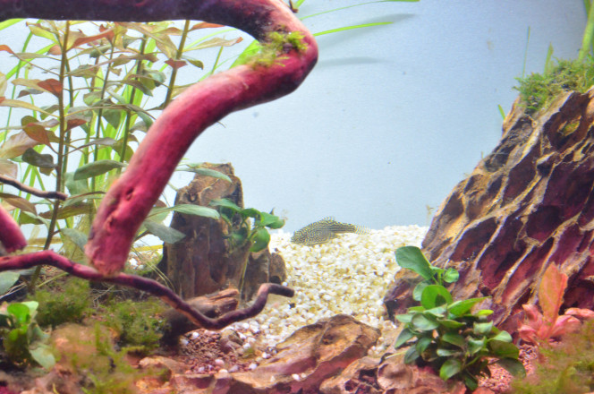 93 Litres Ramirezi Sewellia Lineolata(Loche léopard)