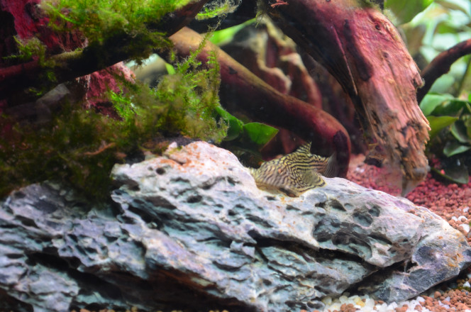 93 Litres Ramirezi Sewellia Lineolata(Loche léopard)