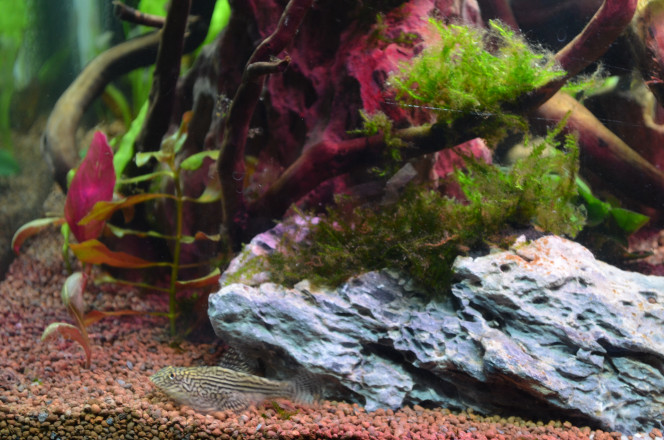 93 Litres Ramirezi Sewellia Lineolata(Loche léopard)