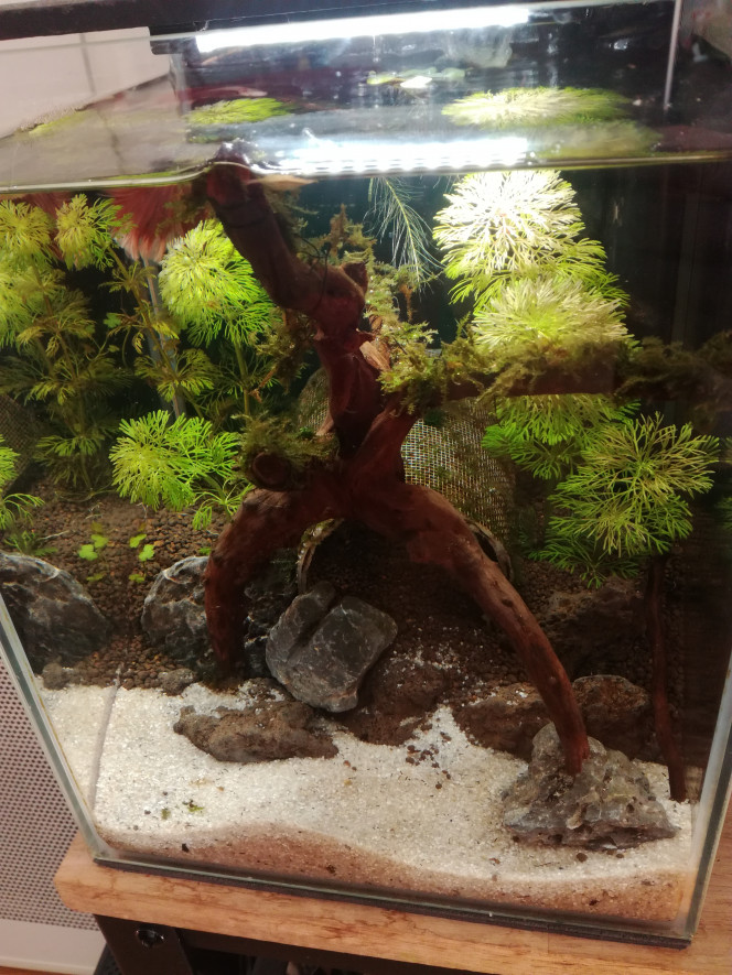  Réaménagement du petit nano.
Monsieur Leonidas est plutôt peureux, du coup je vais densifier la végétation en arrière plan en plus de sa caverne.