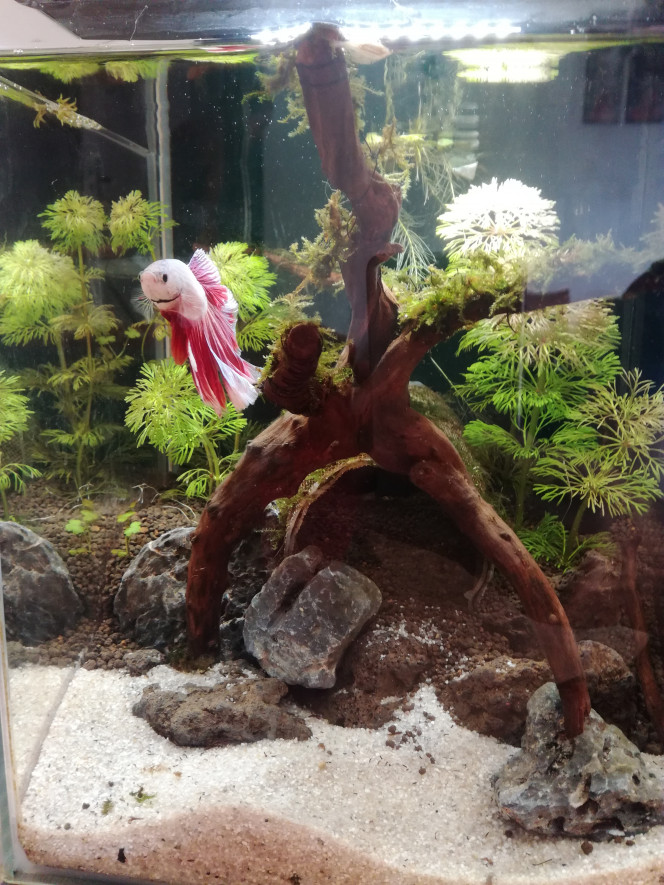  Réaménagement du petit nano.
Monsieur Leonidas est plutôt peureux, du coup je vais densifier la végétation en arrière plan en plus de sa caverne.
