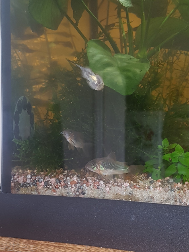 Les trois seuls à avoir un nom... Sur la même photo... chiche.

Shanks bras cassé le Cory, Luffy p'tit Myzon, Nami la p'tite Cory voleuse de lollies.... :p

Les autres c'est genre... le banc de poissons jaunes... maman cory, le peureux... 2e trio, la grosse crevette... les autres crevettes... etc xD