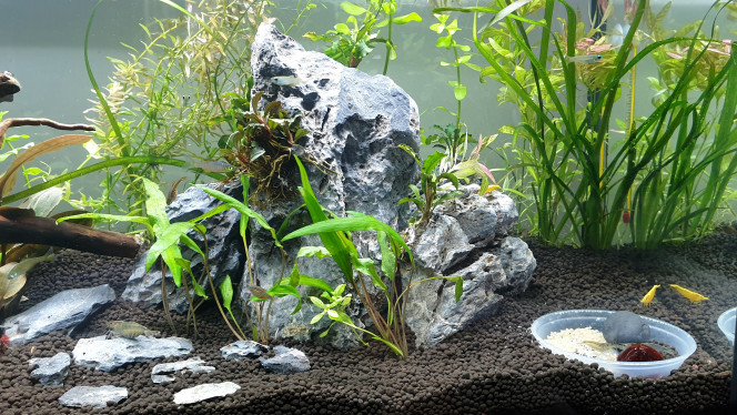 Changement de sol et sobriété? Que pensez-vous de ce nouvel environnement. 
Quels ajouts prochainement - dès que les cyano seront du passé - ? 
Mousses, Gazon...?
