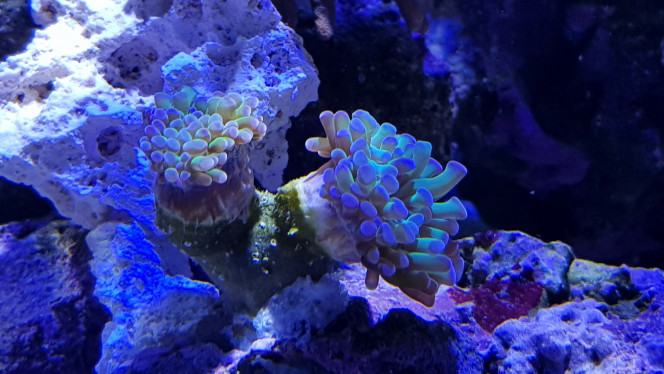 Euphyllia parancora 