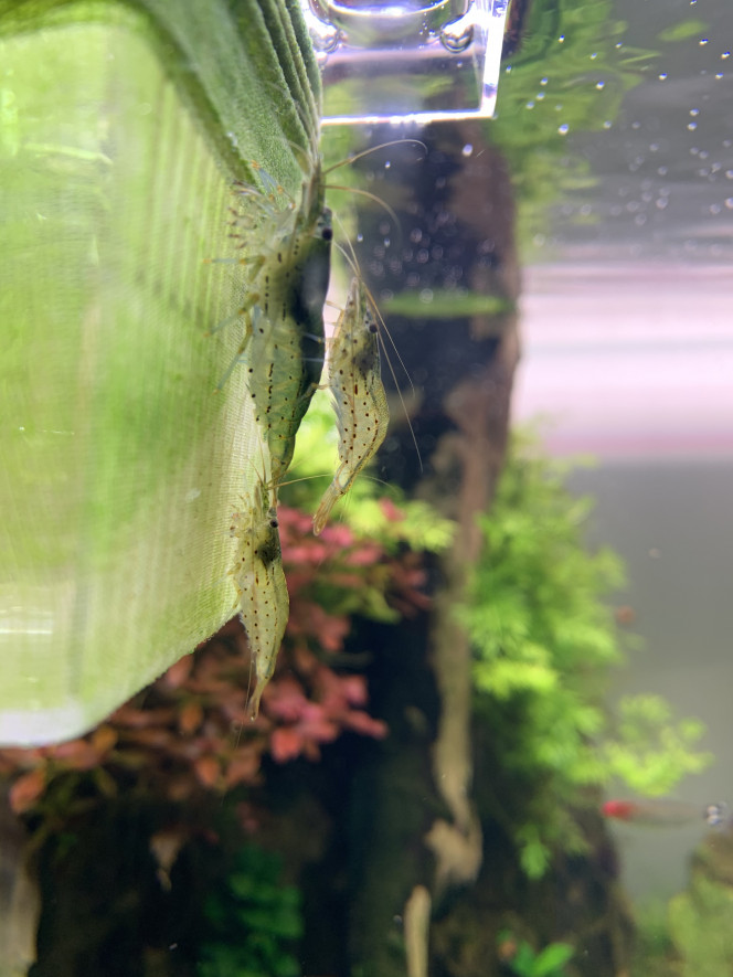 Faut pas vous gêner ! Ça fornique à plusieurs au beau milieu de l’aquarium, tranquille...
Je ne sais plus qui avait fait la remarque mais je confirme: quand les mâles Japonica foncent comme des fous partout dans l’aquarium, c’est le signe qu’une femelle est « disposée » et qu’un accouplement va se produire :) 
« Il en faut peu pour être heureux... »