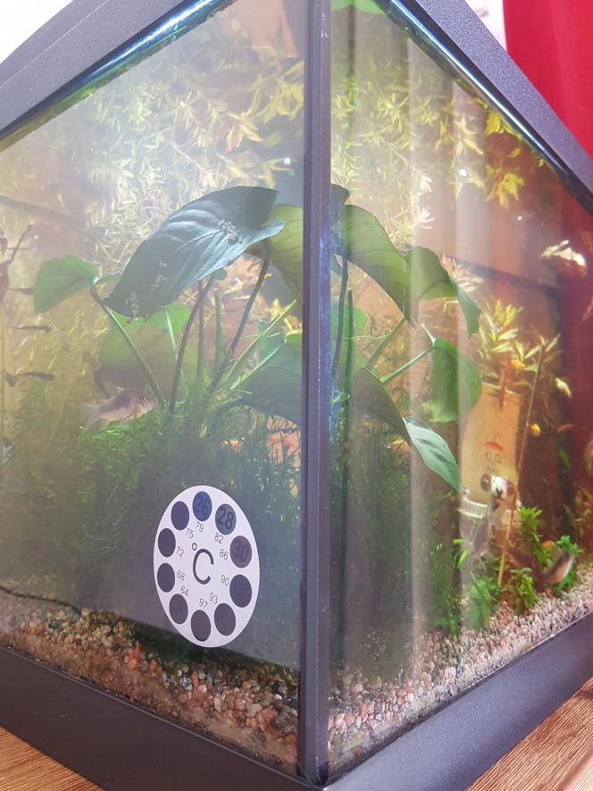 Les corys remettent ça! ...4 mâles pour une femelle, ils y vont fort... ca danse depuis 9h ce matin. 

Hier j'ai fait l'entretien des plantes que je fais toutes les 2 semaines + changement de 10% d'eau. Ce matin... 1/2 cube d'artemias avec 2 gouttes de vitamines. 

C'est cool! Dans 3 ou 4j il y aura de nouveau des alevins corys dans le bac. Je pourrai même sauver ceux qui se font attraper dans le filtre en les mettant dans la maison des daphnies. :)